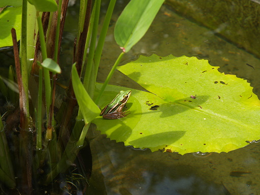 Frog