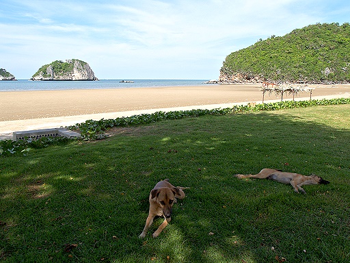 Dogs